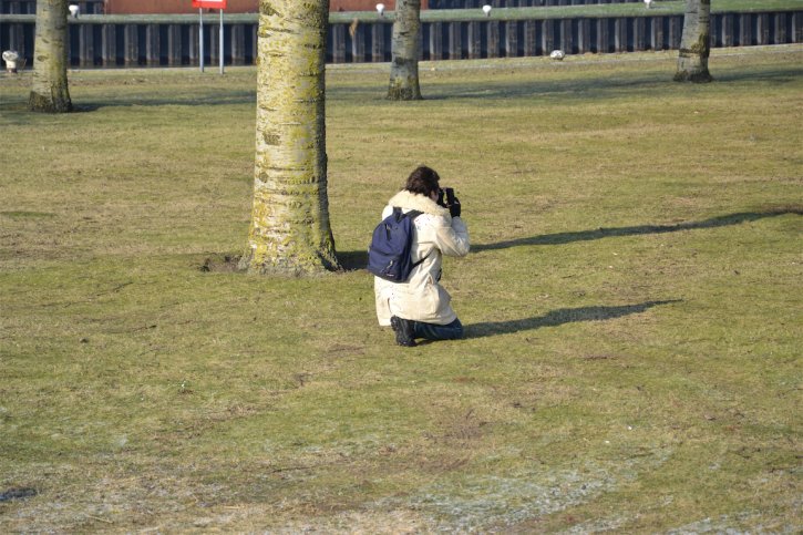 Schaap Dave in de wei