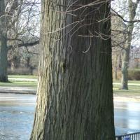 westerpark (6)