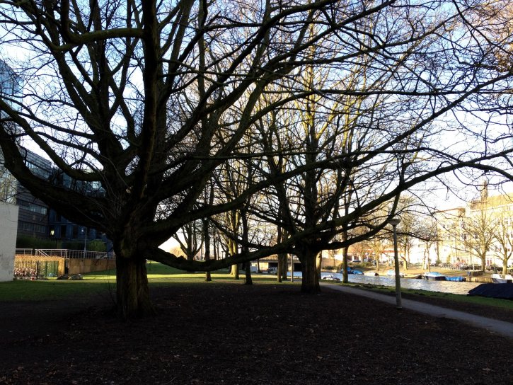 Bomen in schaduw met Hollands licht op de achtergrond.JPG