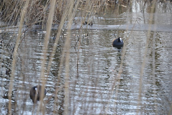 Waterhoentjes